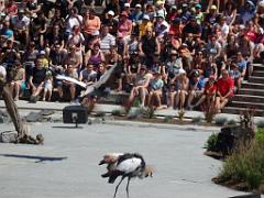 101PARC AUX OISEAUX DANS L AIN 2016 3_000037